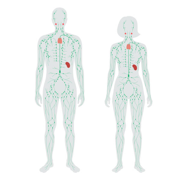 ilustrações, clipart, desenhos animados e ícones de sistema linfático - lymphatic system