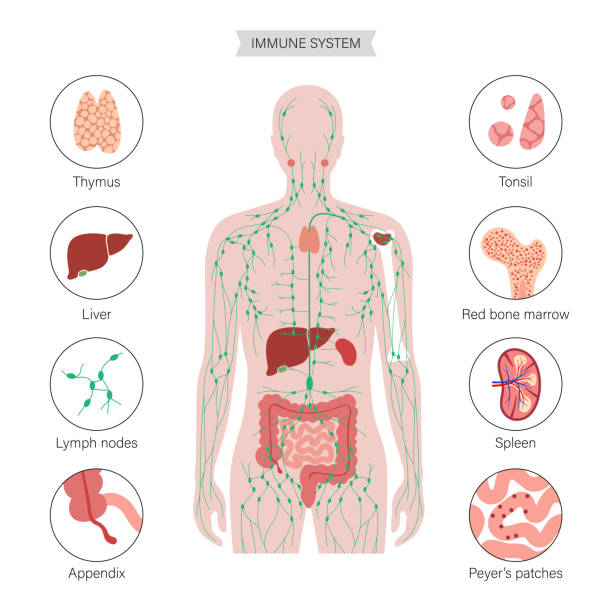 LymphaticSystem lymphatic and immune system concept. Thymus, liver, appendix and tonsil in female silhouette. Red bone marrow, spleen, peyers patches and intestine anatomy. Medical poster flat vector illustration. spleen stock illustrations