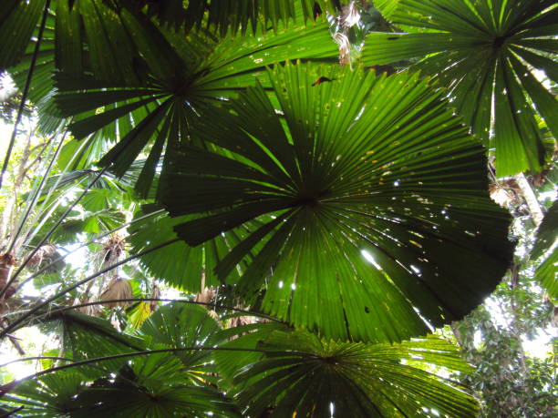 istock Big green fan palm leaves in rain forest 1295796041