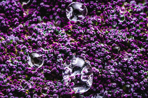 Purple cauliflower raw macro with dew drops full frame