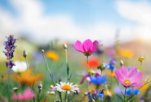 idyllische wiese - cosmos flower daisy flower field stock-fotos und bilder