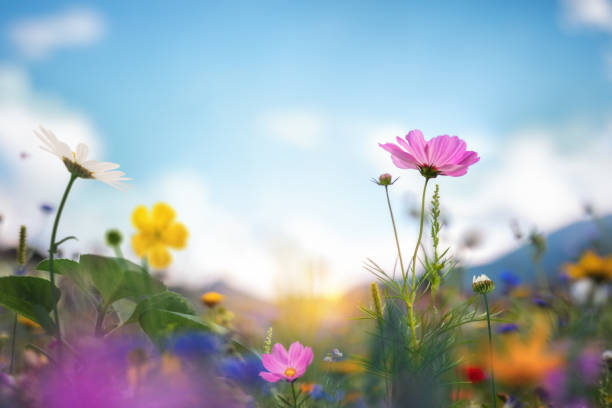 istock Meadow With Colorful Flowers 1295797181