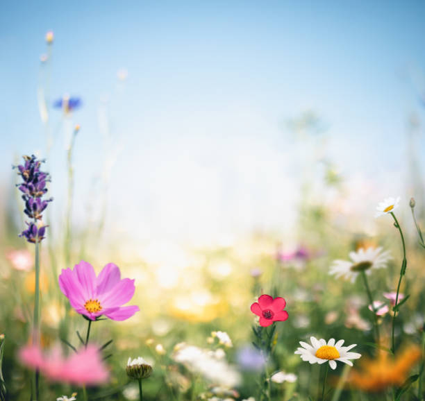 красочный луг - flower head sky daisy flower стоковые фото и изображения