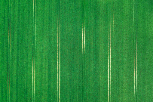 Aerial view on wheat field in spring.