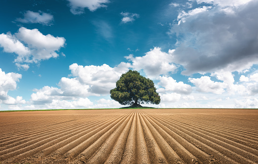 Lone tree in the middle of plowed field on a beautiful sunny summer day.