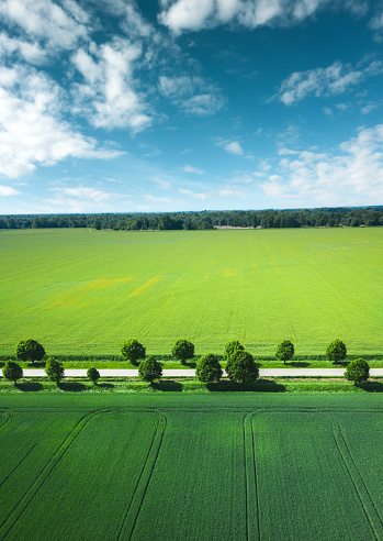 Aerial view on idyllic treelined country road through the green fields.