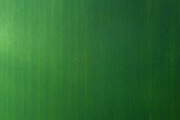 istock Aerial View On Wheat Field 1295797333
