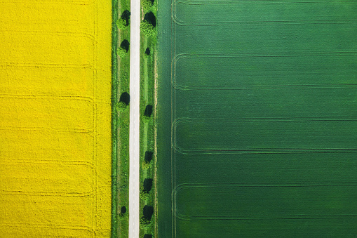 Aerial view on idyllic treelined country road through the green and yellow fields.