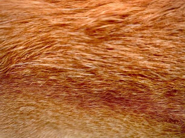 istock Orange cat fur close up view 1295797480