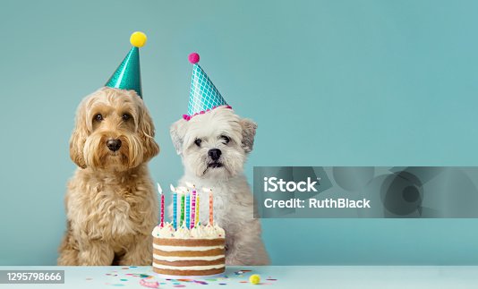 istock Dog friends sharing a birthday cake 1295798666
