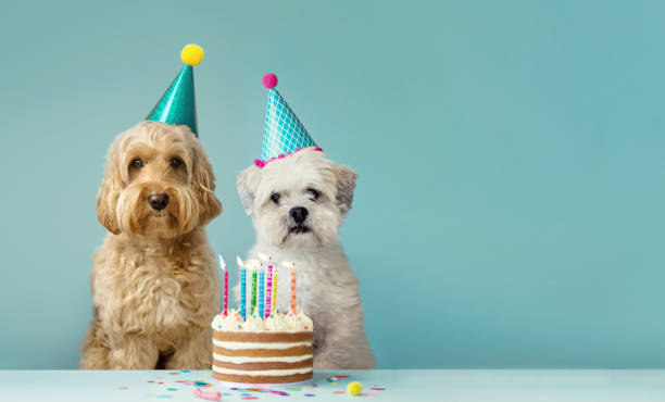 Dog friends sharing a birthday cake Two cute dogs with party hats and birthday cake offbeat stock pictures, royalty-free photos & images