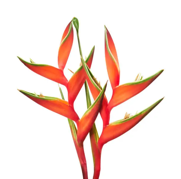 Photo of Heliconia bihai flower (Red palulu), Tropical flowers isolated on white background, with clipping path