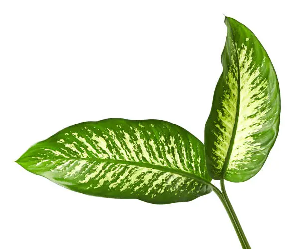 Dieffenbachia leaf (Dumb cane), Green leaves containing white spots and flecks, Tropical foliage isolated on white background, with clipping path
