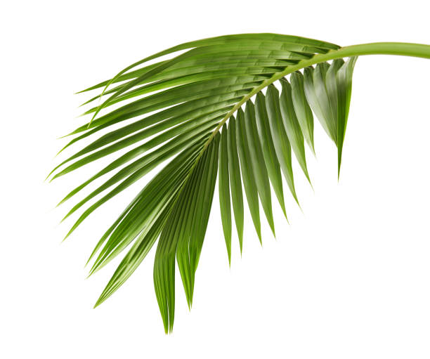 ココナッツの葉やココナッツの葉、緑の梅の葉、邕クリッピング パスと白い背景で隔離 - water rainforest frond tropical climate ストックフォトと画像
