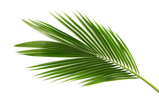 кокосовые листья или кокосовые ветви, зеленые листья plam, тропическая листва изолированы на белом фоне с отсечением путь - пальма стоковые фото и изображения