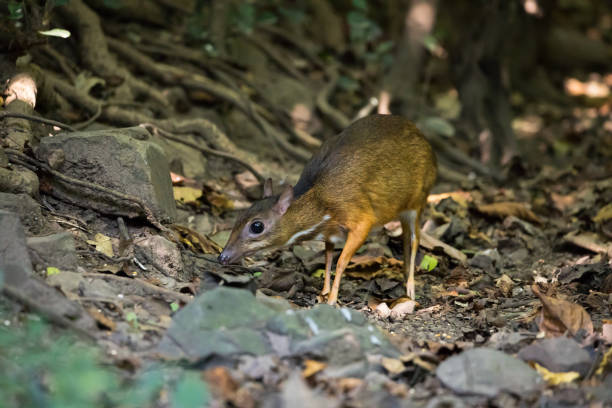 istock close up of mouse deer in forest 1295799600