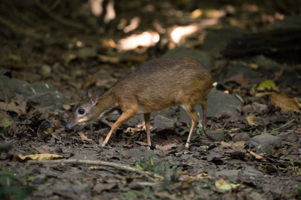istock close up of mouse deer in forest 1295799675