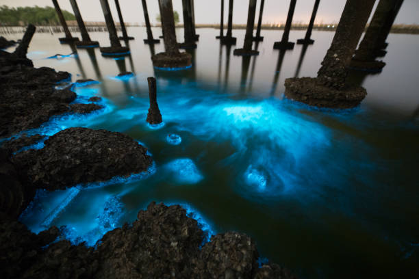 istock Plankton bloom illumination at night time 1295799848