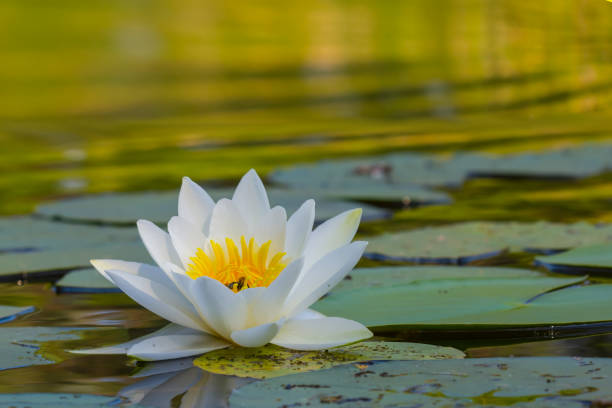 istock beautiful white water lily on a lake 1295799970