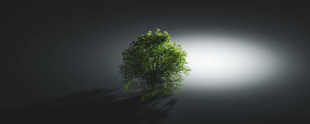 istock Green lonely tree. Nature background, single light and shadow 1295801147