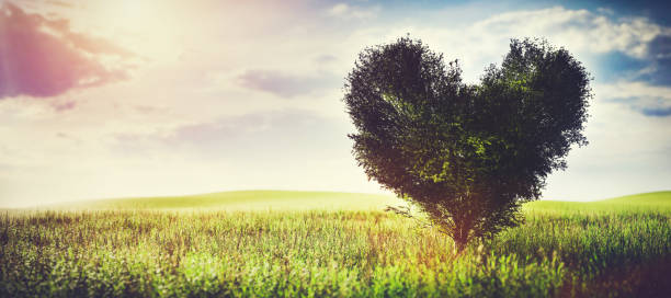 istock Heart shaped tree on green field. Love, Valentine's day, eco environment. 1295801150