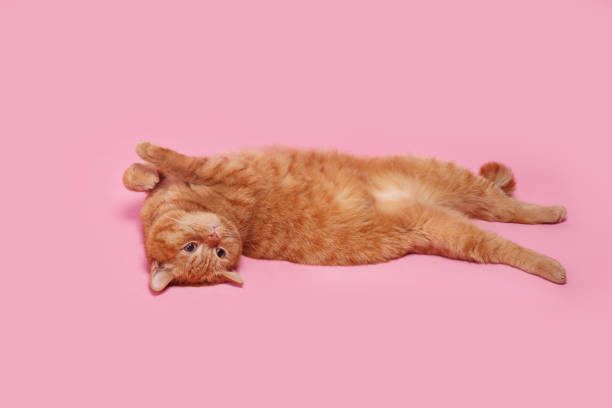 istock British Shorthair ginger cat lying and looking away on pink background 1295801601