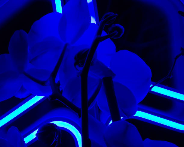 istock Orchid with blue illumination at night 1295801851