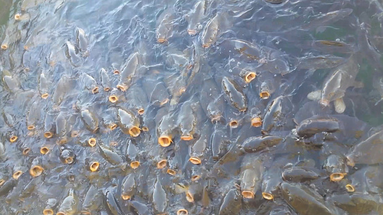 Plenty of hungry fish in a lake