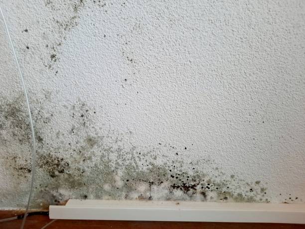 istock Green and black toxic mold on a wall 1295805955
