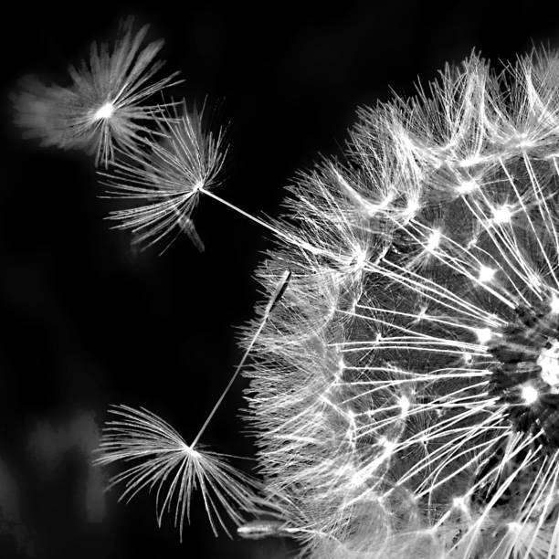 istock Minimalist dandelion close-up on a black background 1295807174