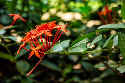 Jungle Geranium (Ixora coccinea) aloso known as Flame of the Woods or Jungle Flame or Pendkuli, Species of Flowering Plant in the Family Rubiaceae