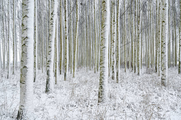 forest of planted birch trees in Kumla Sweden january 2021