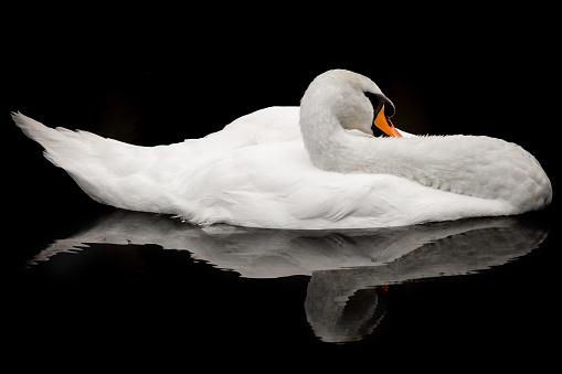 A mute swan floating effortlessly while it sleeps