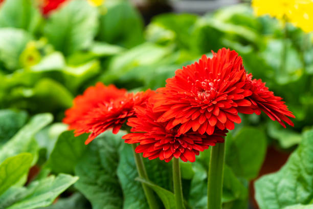 istock beautiful red gerbera flower close up a 1295810123