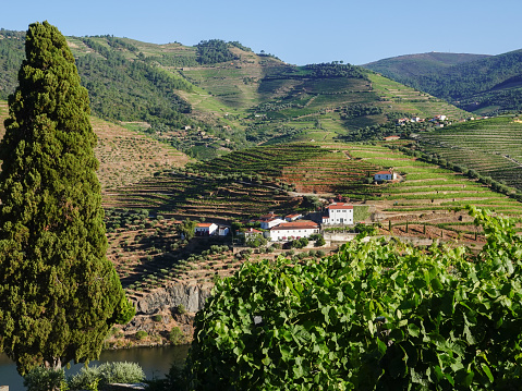 Vineyards on terraced hillsides. Douro Valley, Portugal.
