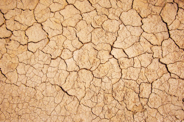 istock Dried and cracked earth ground background, arid desert texture, global warming concept 1295812259
