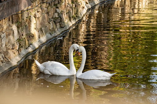 A pair of white swans on a calm pond. Beautiful birds that represent love and mutual understanding in family relationships. Gentle animals swim peacefully on the water