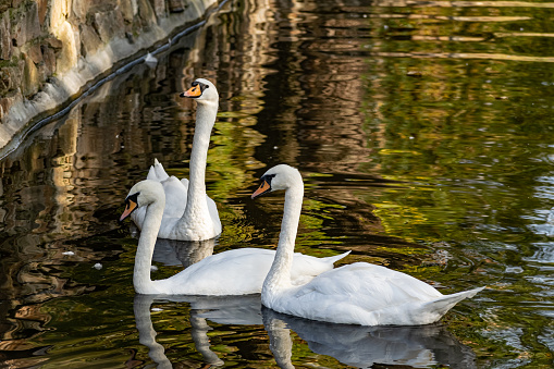 A pair of white swans on a calm pond. Beautiful birds that represent love and mutual understanding in family relationships. Gentle animals swim peacefully on the water