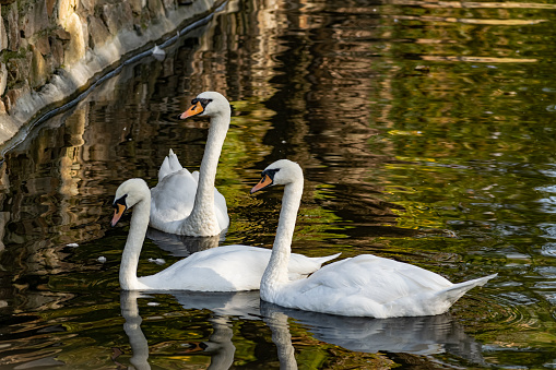 A pair of white swans on a calm pond. Beautiful birds that represent love and mutual understanding in family relationships. Gentle animals swim peacefully on the water