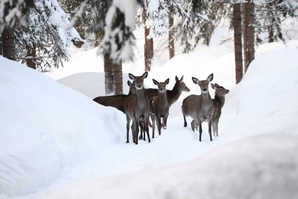 CORTINA D'AMPEZZO BELLUNO ITALIA GENNAIO 2021 Spectacular example of a doe photographed in the snowy woods of Cortina d'Ampezzo
