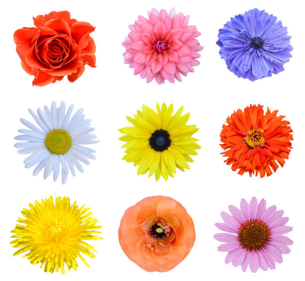 istock Colorful botany flowers isolated white 1295814688