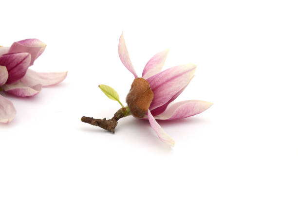 白地にピンクのモクレンの花 - magnolia pink flower isolated ストックフォトと画像