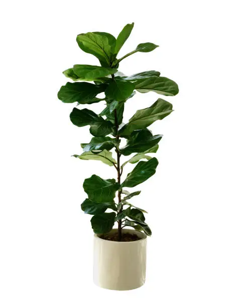 Photo of Green leaves tropical houseplant fiddle-leaf fig tree (Ficus lyrata) in small ceramic pot, ornamental tree isolated on white background, clipping path included.