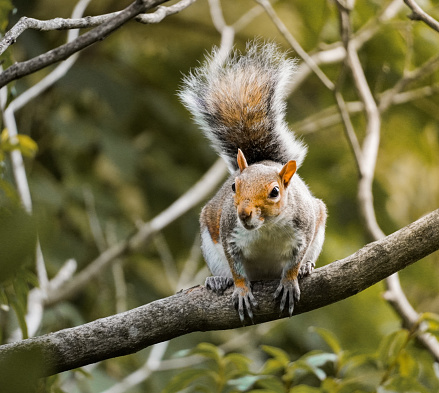 The Caucasian squirrel or Persian squirrel, is a tree squirrel in the genus Sciurus found in temperate broadleaf and mixed forests in south-western Asia.\nLocation : Istanbul - Turkey