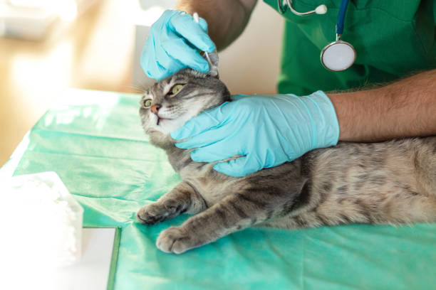 gato cinza na mesa de exame da clínica veterinária. veterinário macho examina ouvidos de animais. cuidados veterinários. veterinário e gato - vet men laboratory holding - fotografias e filmes do acervo