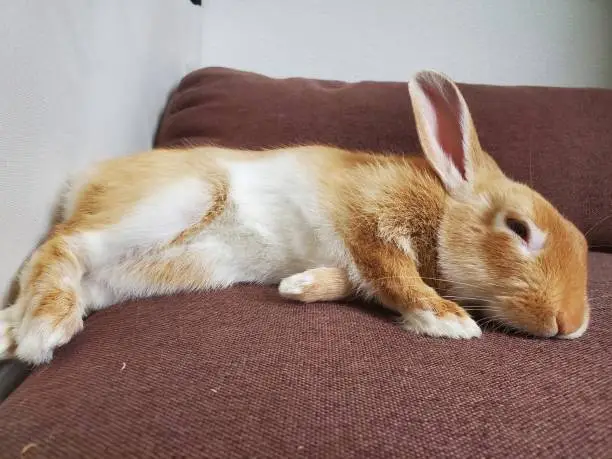 Photo of Sleeping rabbit