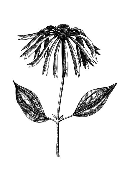 580+ Echinacea Extract Illustrations, Royalty-Free Vector Graphics ...