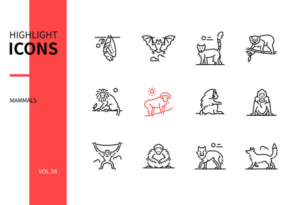 illustrations, cliparts, dessins animés et icônes de différents mammifères - ensemble moderne d’icônes de modèle de conception de ligne - drill