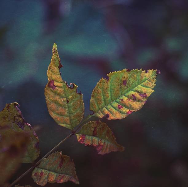istock green tree leaves in the nature, green background 1295819453