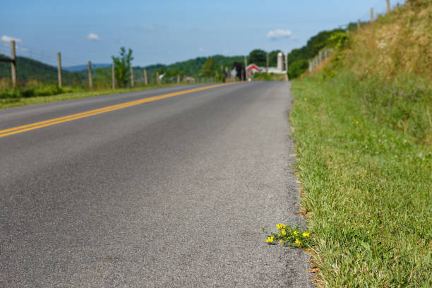 Summer landscape with green grass and road